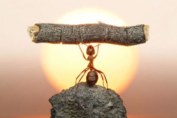 Les fourmis ont un GPS très sophistiqué