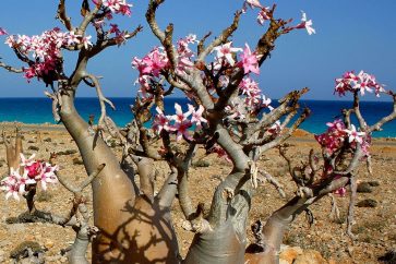 socotra-6