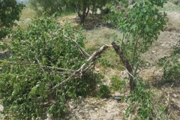 olivier_arrache_-8e0e6