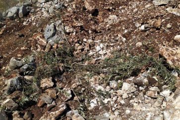 oliviers_haris_cisjordanie