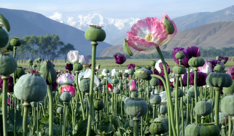 narco_afghanistan