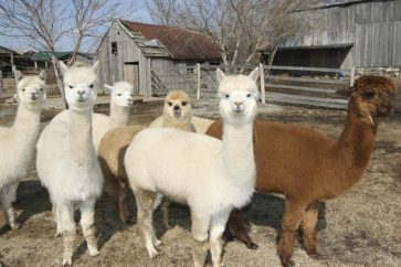 alpagas