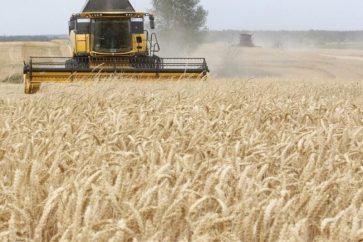 Des céréales ukrainiennes