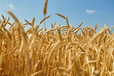 cereales-ukrainiennes