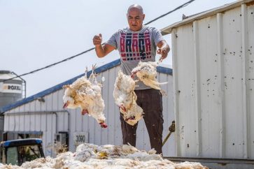 poulailler_margaliot